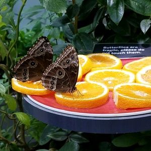 Meet your Posher, Cecilia